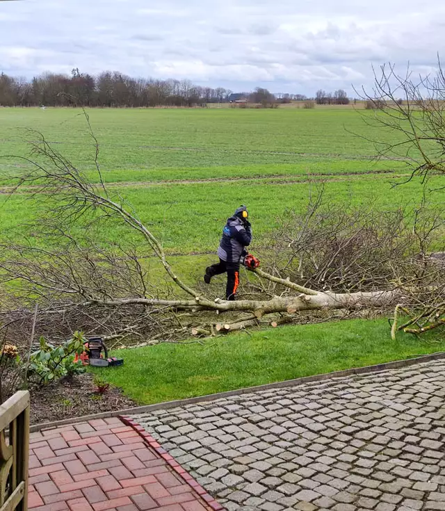 Baumfällung - ein Service von uns